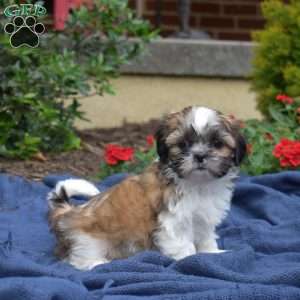 TatorTot, Shih Tzu Puppy